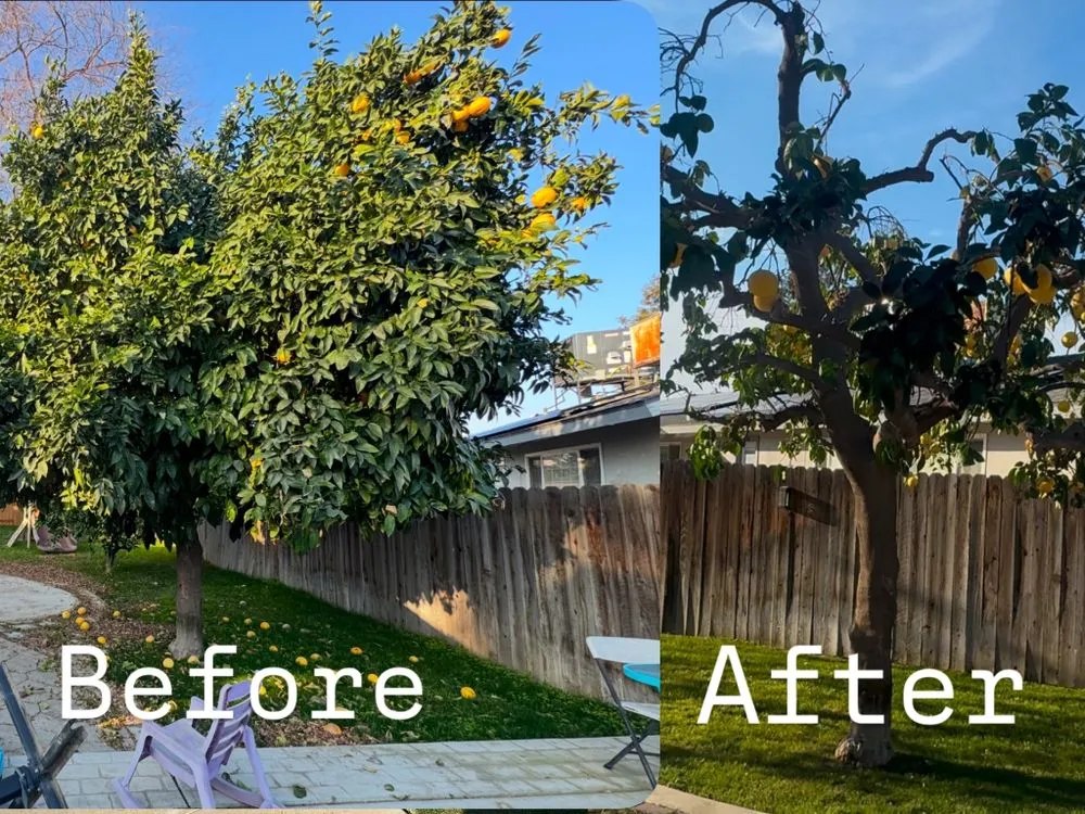 Trusted residential landscaping for beautiful yards in Bakersfield, CA by Green Haven Gardening Services