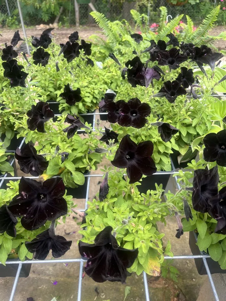 Top-rated landscape installation in Hull, GA - Green Haven Landscape Supply