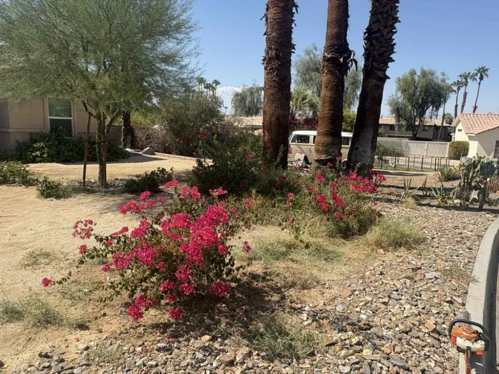 Local yard cleanup service experts serving Desert Hot Springs, CA - Green Hd