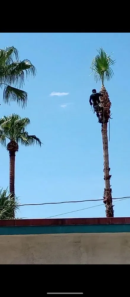 Local yard cleanup service in Desert Hot Springs, CA by Green Hd