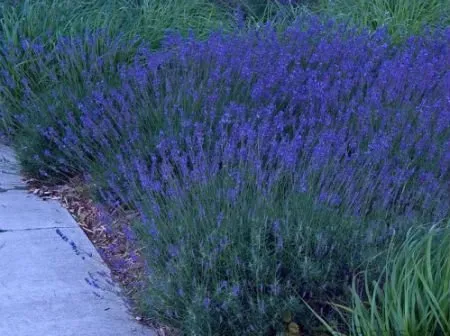 Green Heart Lawn Pros Logo