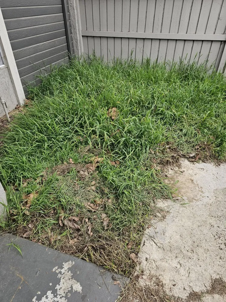 Affordable yard cleanup service in Santa Ana, CA - Green Heroes Landscape