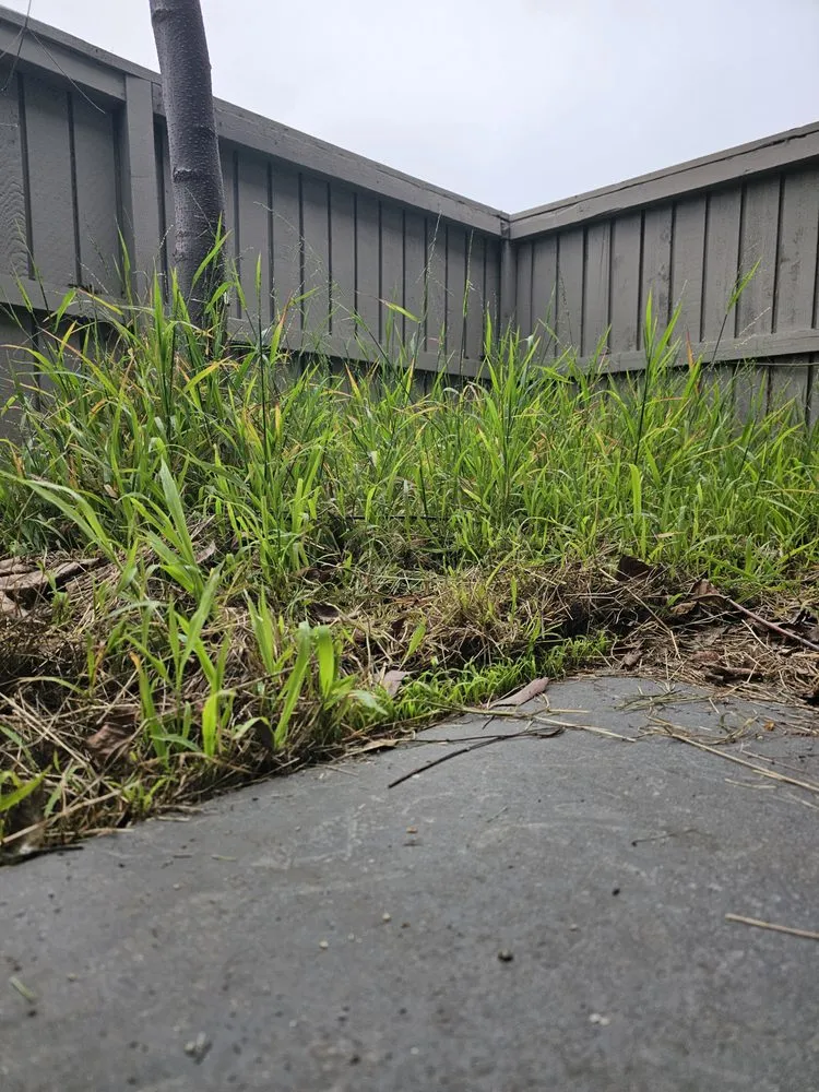 Top-rated yard cleanup service experts serving Santa Ana, CA - Green Heroes Landscape