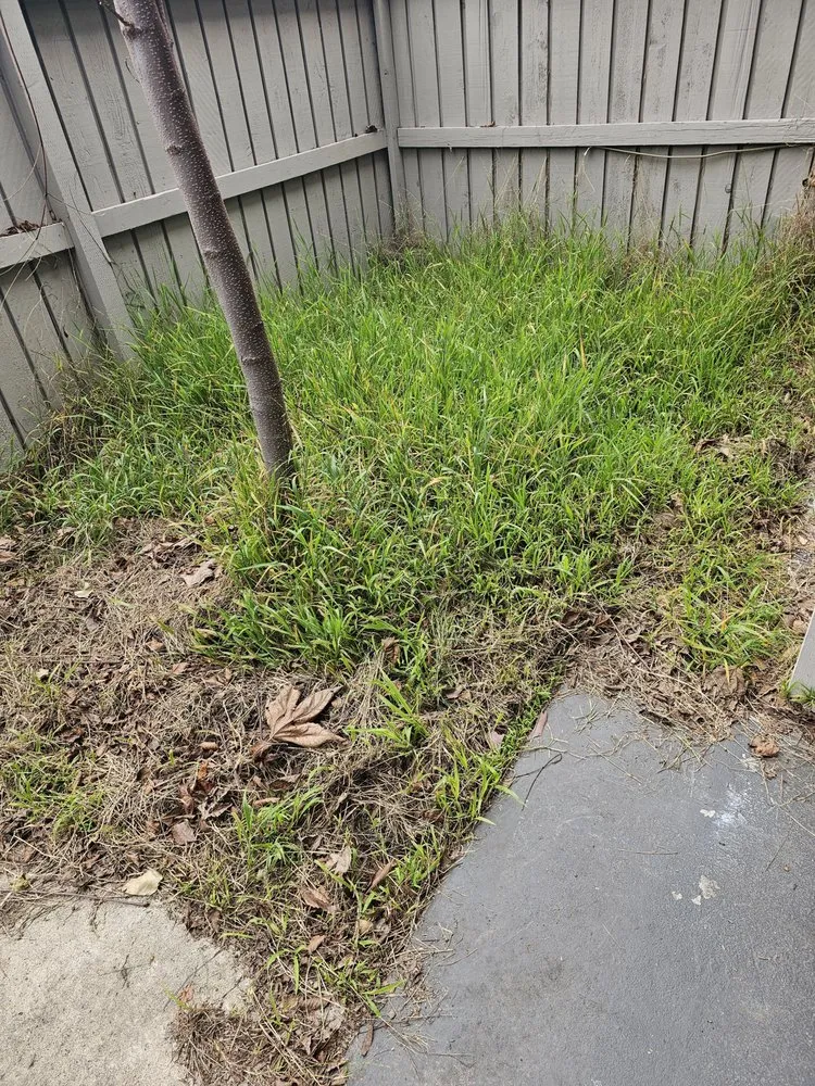 Trusted yard cleanup service experts serving Santa Ana, CA - Green Heroes Landscape