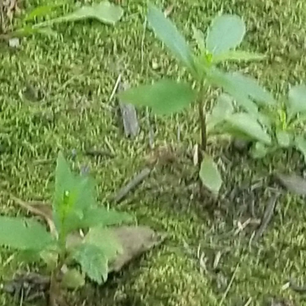 Reliable landscape design for homes across Great Falls, VA - Green Hill Landscaping