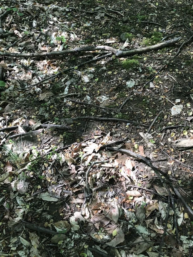 Custom yard maintenance in Great Falls, VA - Green Hill Landscaping