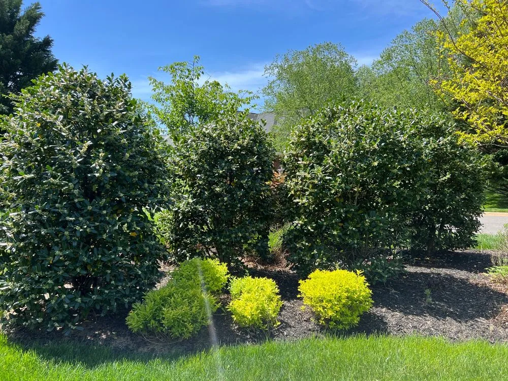 Affordable lawn mowing service in Great Falls, VA by Green Hill Landscaping