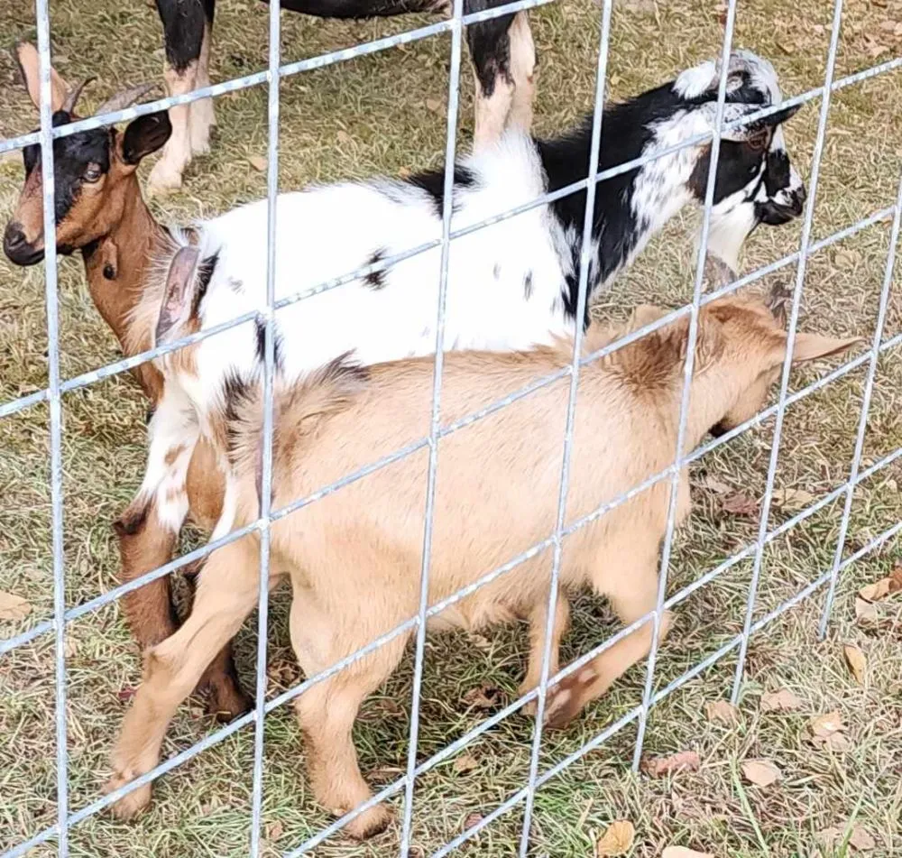 Custom landscape design for beautiful yards across Carriere, MS - Green Hoof Grazers