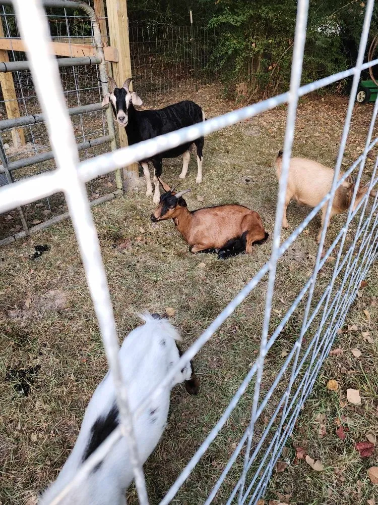 Top-rated outdoor landscaping for beautiful yards across Carriere, MS - Green Hoof Grazers