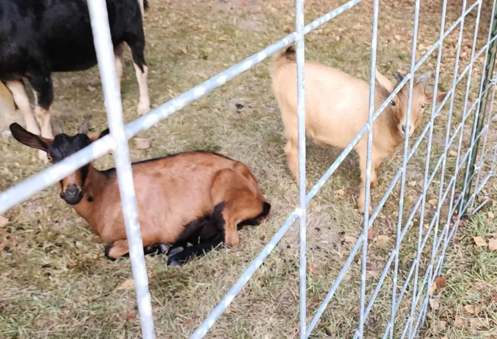 Top-rated lawn mowing service experts serving Carriere, MS - Green Hoof Grazers