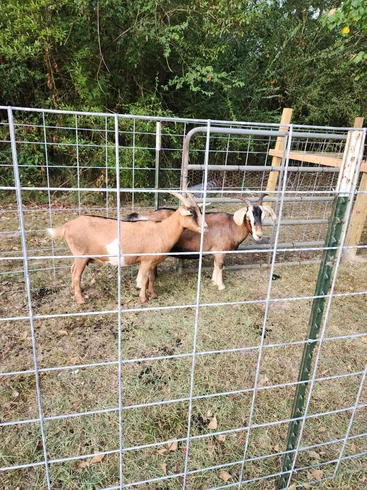 Reliable lawn care service experts serving Carriere, MS - Green Hoof Grazers