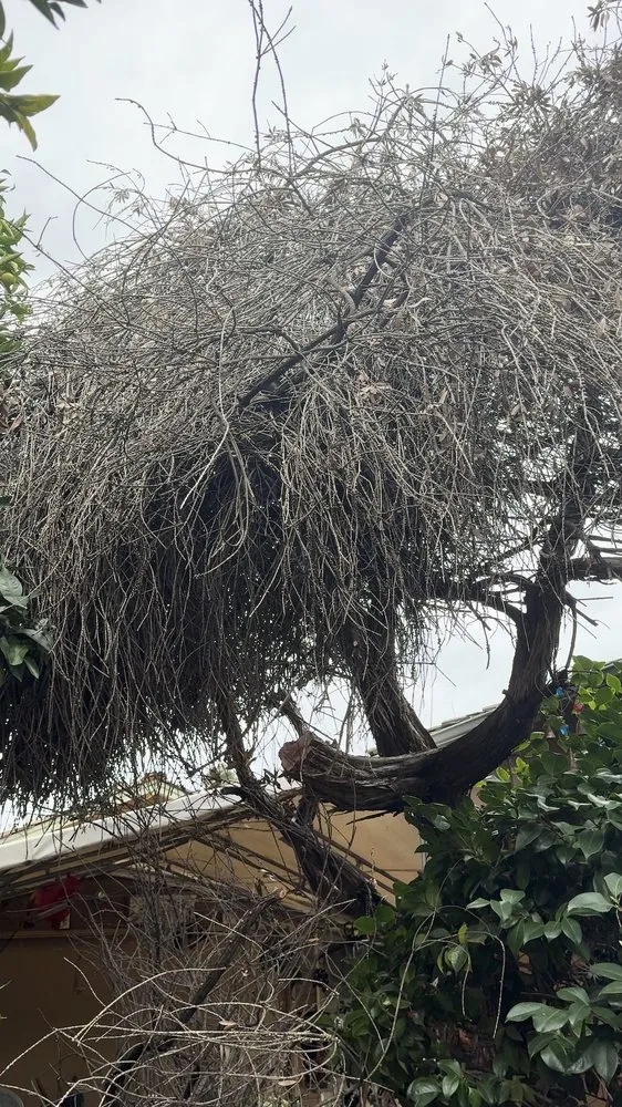 Top-rated outdoor landscaping experts serving Hayward, CA - Green Horizon Landscape