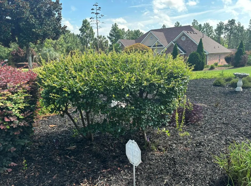 Reliable lawn care service for beautiful yards in Windsor, SC by Green Horizon Property Services