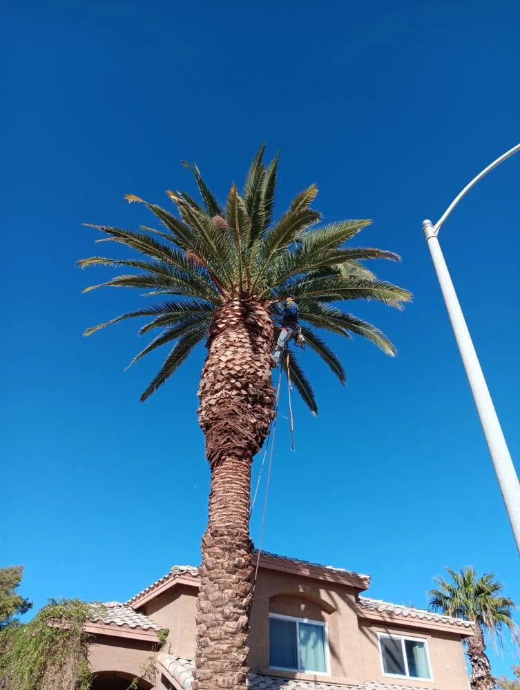 Custom landscaping services in Las Vegas, NV - Green Horizon Tree And Landscape