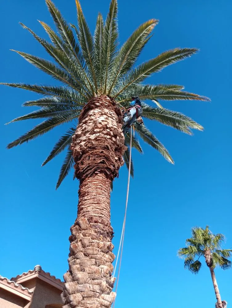 Top-rated lawn care service experts serving Las Vegas, NV - Green Horizon Tree And Landscape