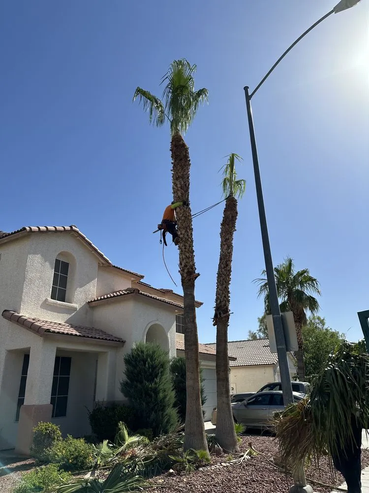 Trusted yard cleanup service in Las Vegas, NV - Green Horizon Tree And Landscape