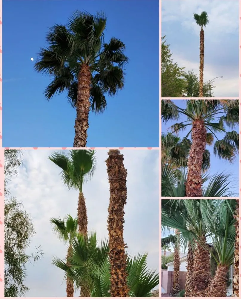 Local yard cleanup service in Las Vegas, NV by Green Horizon Tree And Landscape