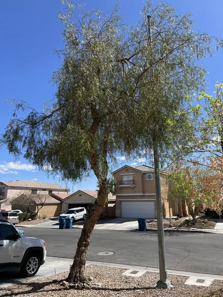 Expert landscaping services in Las Vegas, NV - Green Horizon Tree And Landscape