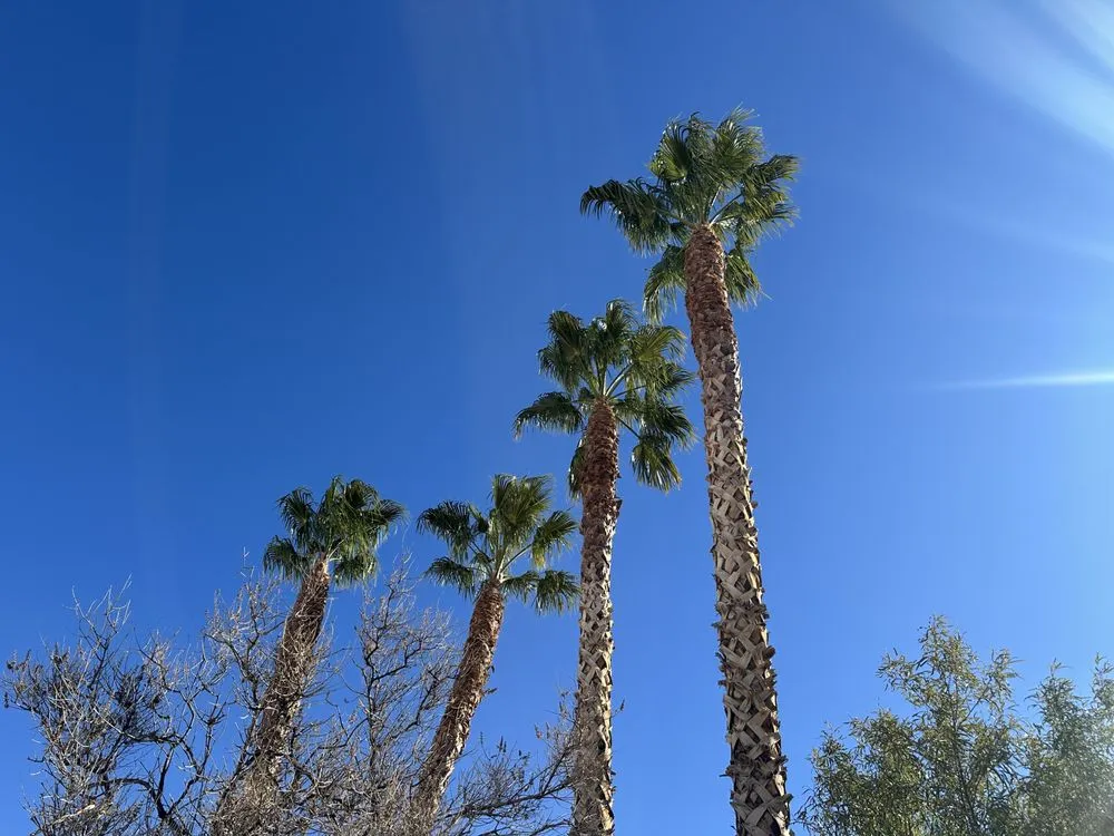 Affordable yard maintenance for year-round maintenance in Las Vegas, NV by Green Horizon Tree And Landscape