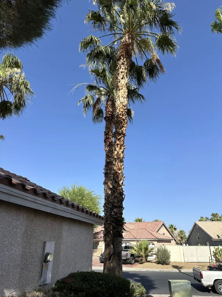 Reliable landscape design for year-round maintenance in Las Vegas, NV by Green Horizon Tree And Landscape