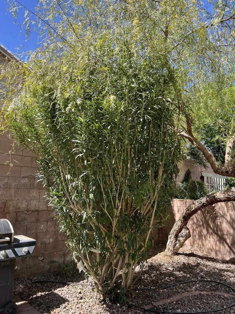 Top-rated lawn mowing service for beautiful yards in Las Vegas, NV by Green Horizon Tree And Landscape