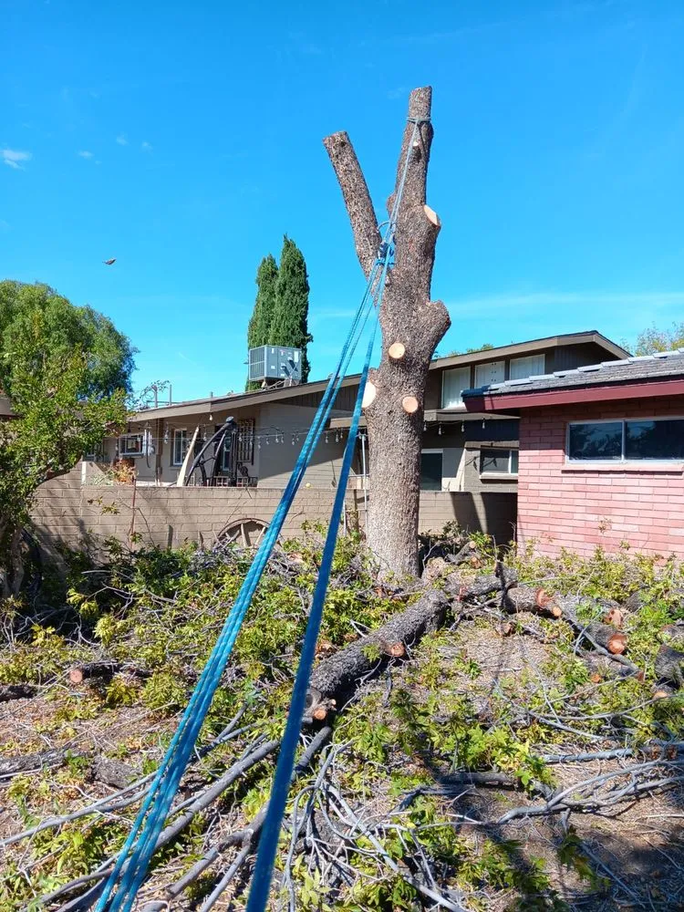 Custom residential landscaping experts serving Las Vegas, NV - Green Horizon Tree And Landscape