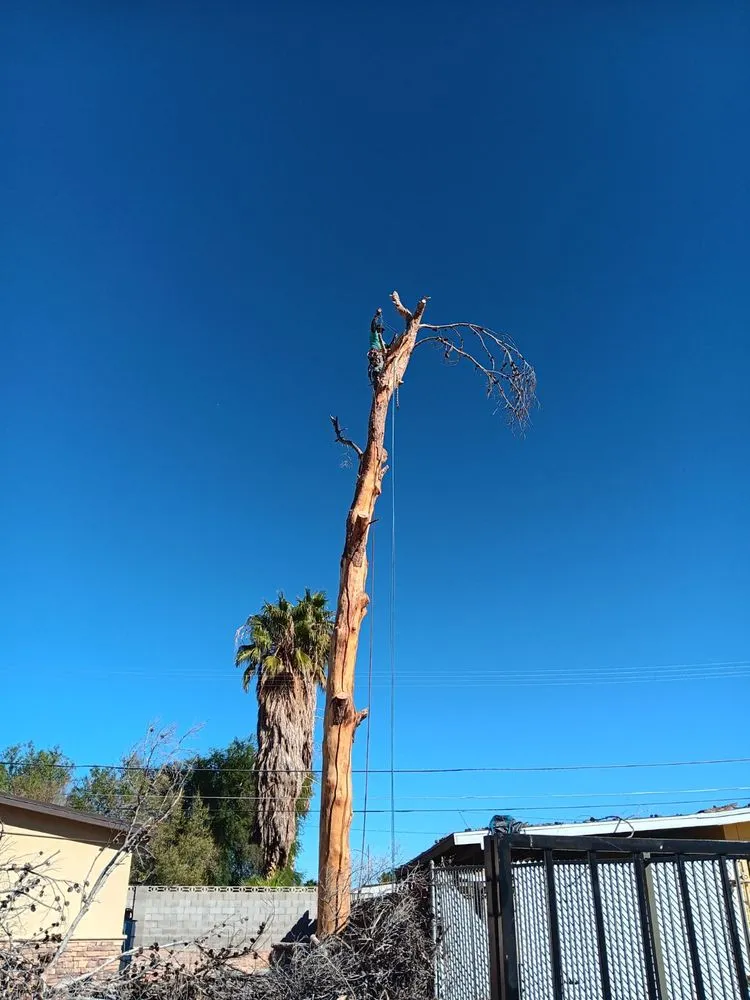 Affordable lawn care service in Las Vegas, NV by Green Horizon Tree And Landscape