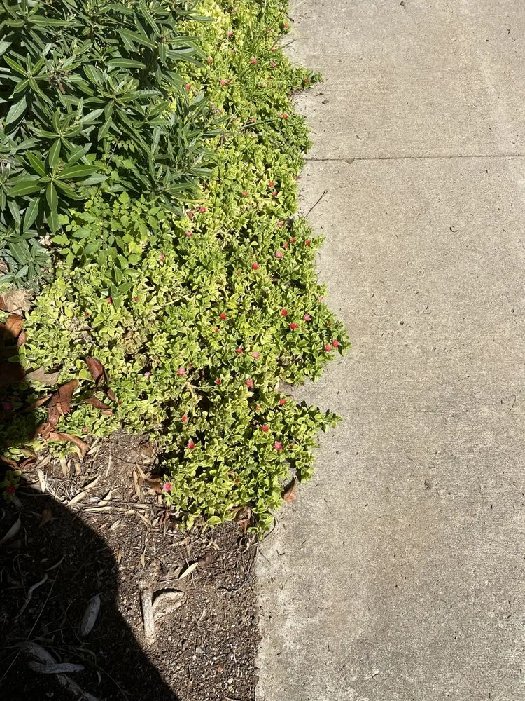 Professional residential landscaping for year-round maintenance across Escondido, CA - Green Horizons Landscape Maintenance