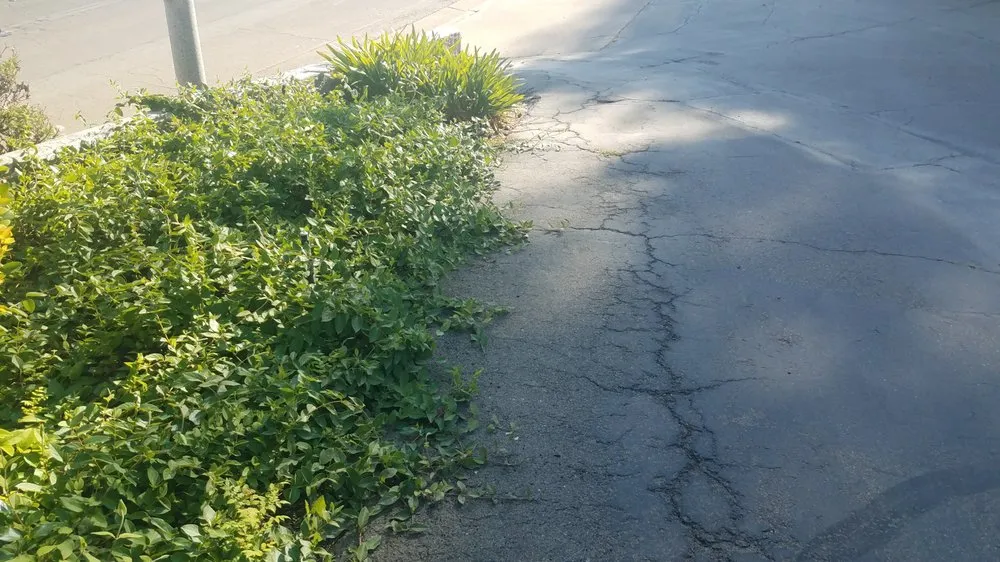 Top-rated yard maintenance for residential properties across Escondido, CA - Green Horizons Landscape Maintenance