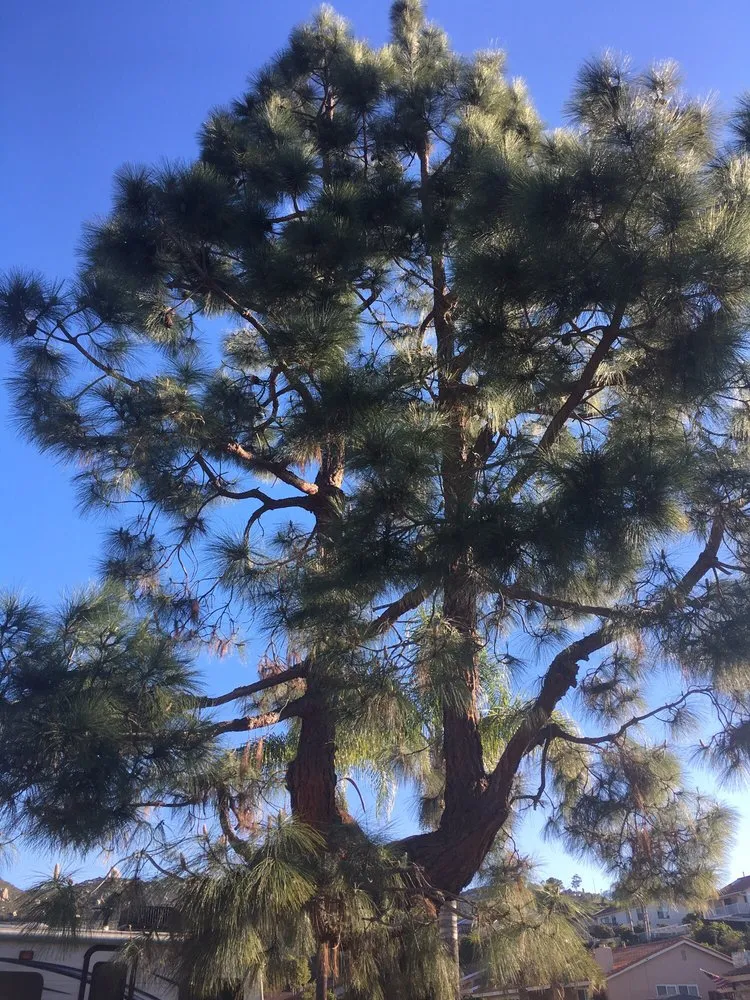 Affordable outdoor landscaping with custom design in Escondido, CA by Green Horizons Landscape Maintenance