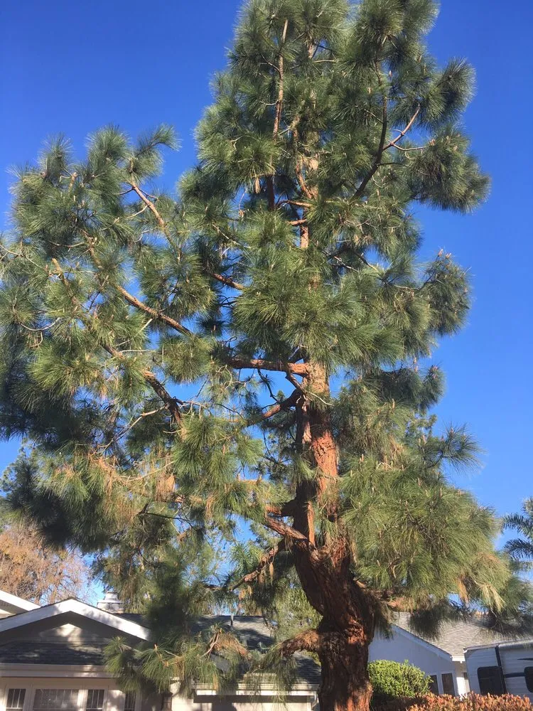 Local yard cleanup service experts serving Escondido, CA - Green Horizons Landscape Maintenance