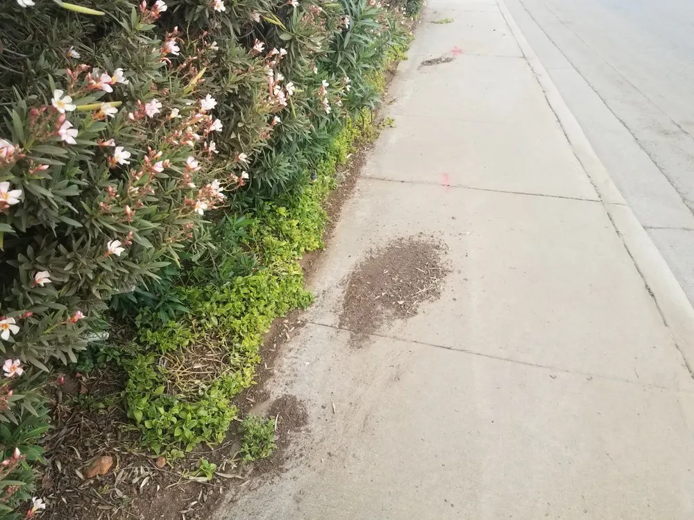 Affordable outdoor landscaping for outdoor upgrades in Escondido, CA by Green Horizons Landscape Maintenance