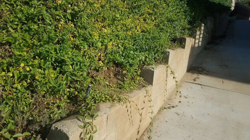 Expert yard cleanup service experts serving Escondido, CA - Green Horizons Landscape Maintenance