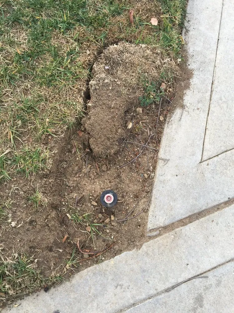 Top-rated yard cleanup service for residential properties across Escondido, CA - Green Horizons Landscape Maintenance