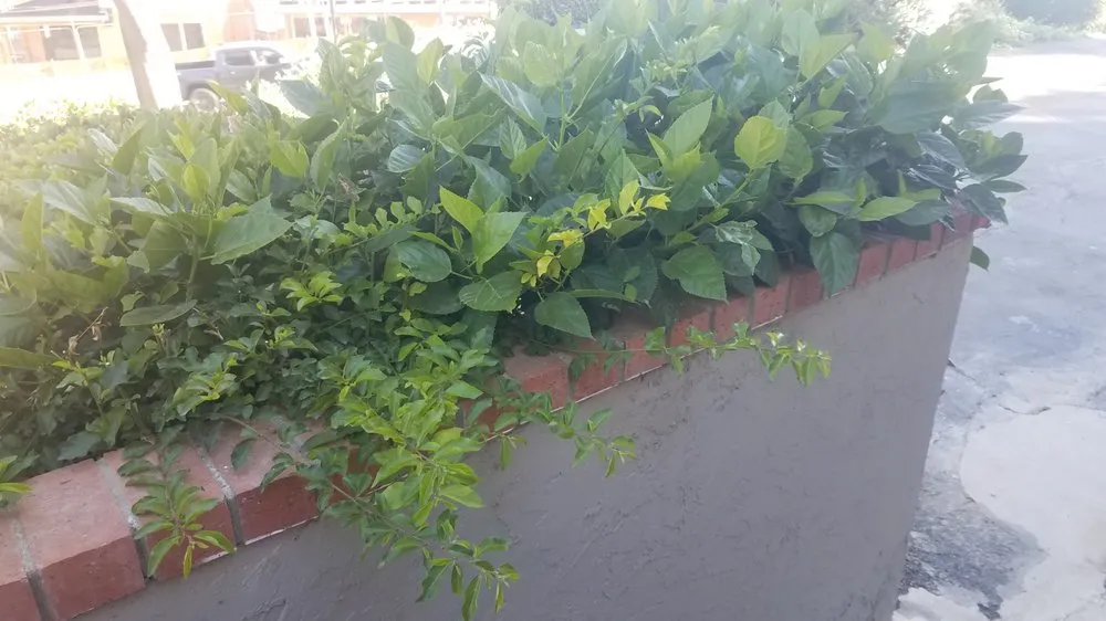 Affordable outdoor landscaping for year-round maintenance across Escondido, CA - Green Horizons Landscape Maintenance