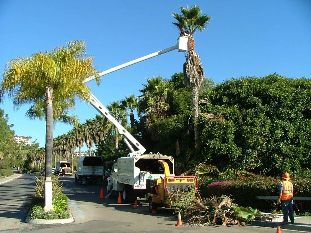 Expert yard cleanup service for beautiful yards across Escondido, CA - Green Horizons Landscape Maintenance