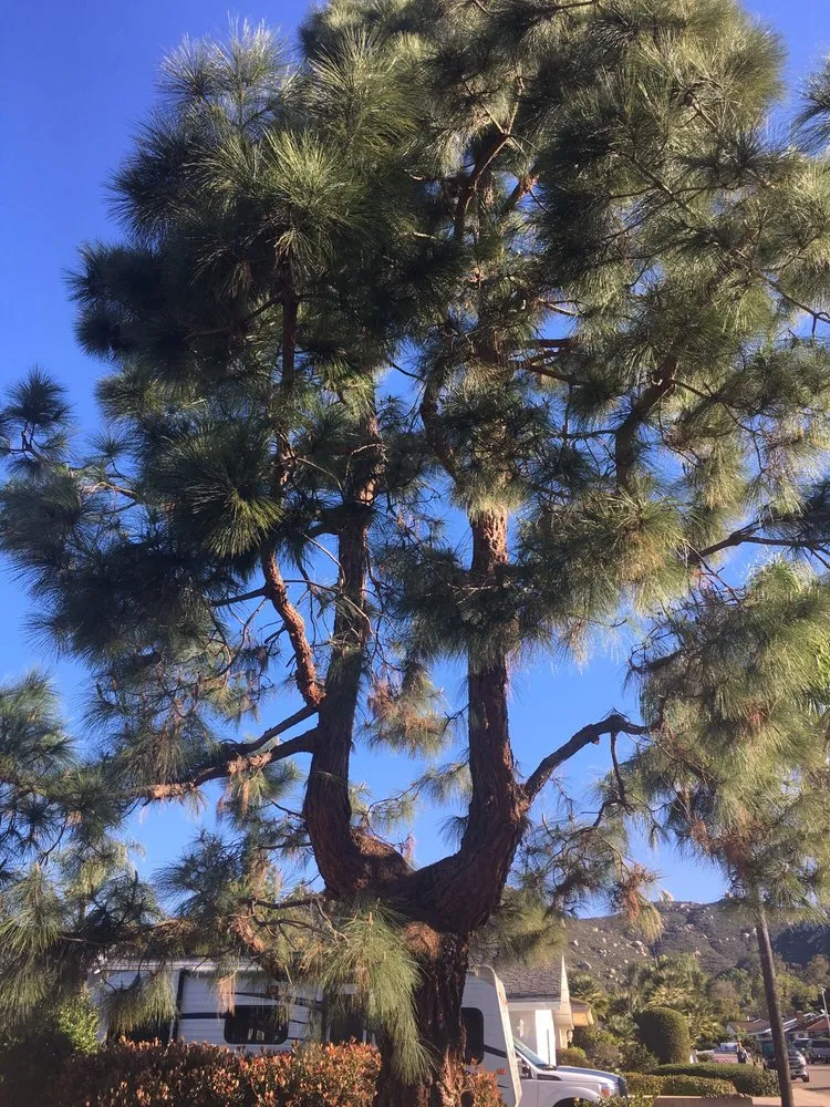 Professional lawn care service for homes in Escondido, CA by Green Horizons Landscape Maintenance