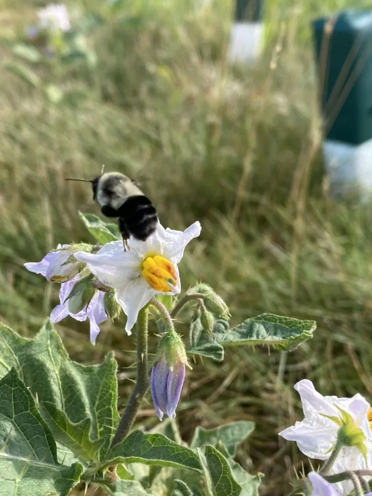 Top-rated residential landscaping with custom design across East Hampton, NY - Green Horizons Turf