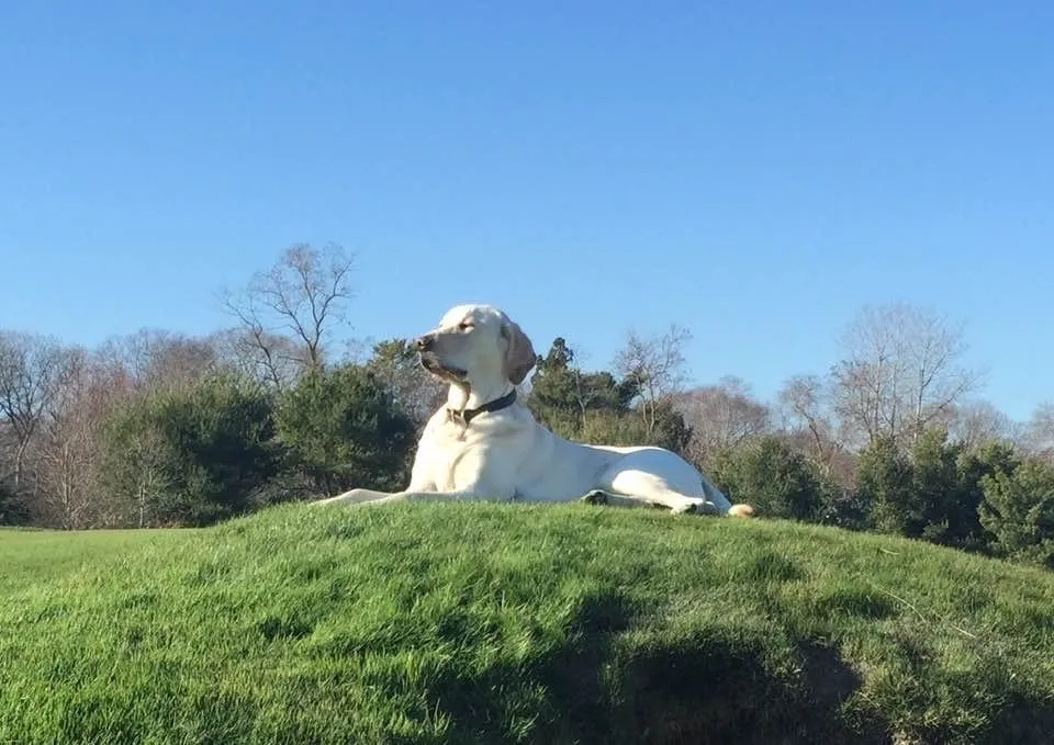 Affordable landscape installation experts serving East Hampton, NY - Green Horizons Turf