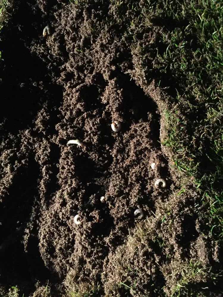 Local outdoor landscaping for outdoor upgrades in East Hampton, NY by Green Horizons Turf