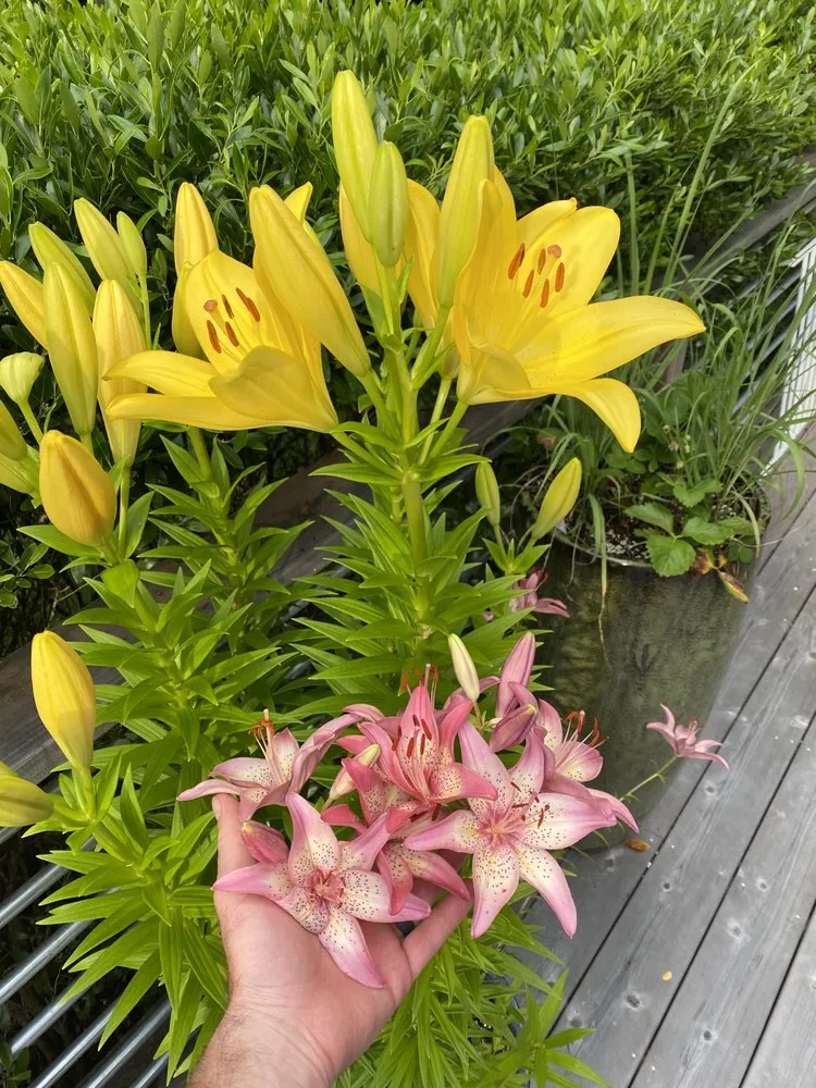 Local garden landscaping near you in East Hampton, NY by Green Horizons Turf