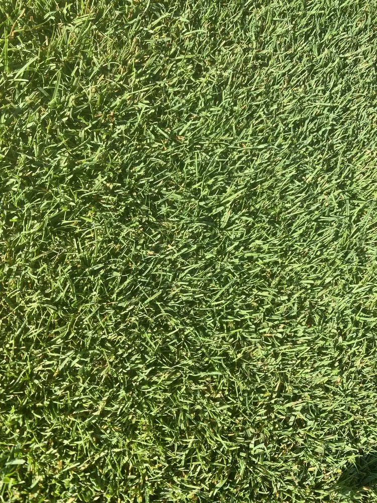 Reliable yard maintenance in East Hampton, NY by Green Horizons Turf