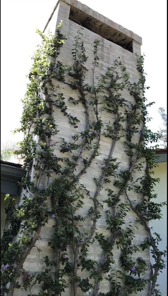 Professional landscaping services in Santa Barbara, CA - Green Horticulturist. Grounds Management Services