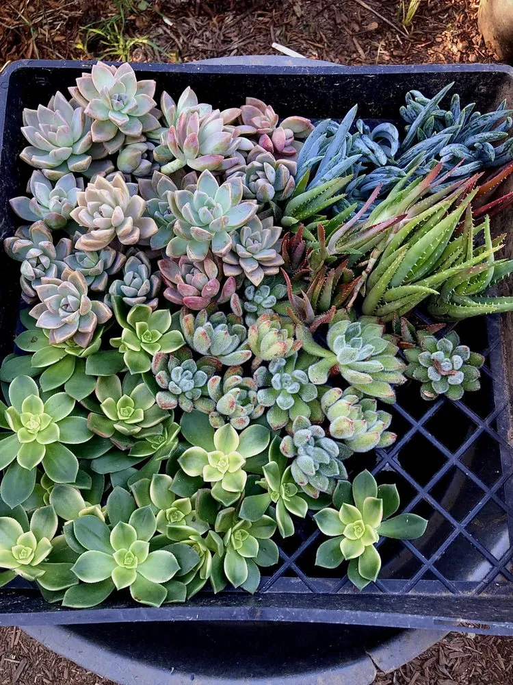 Custom garden landscaping in Santa Barbara, CA by Green Horticulturist. Grounds Management Services