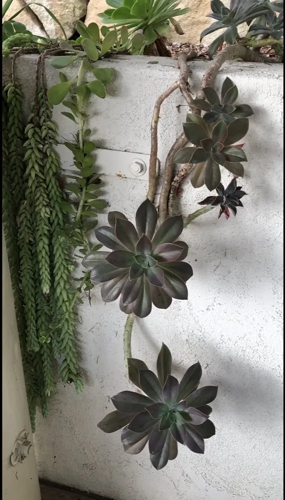 Affordable lawn care service for homes in Santa Barbara, CA by Green Horticulturist. Grounds Management Services