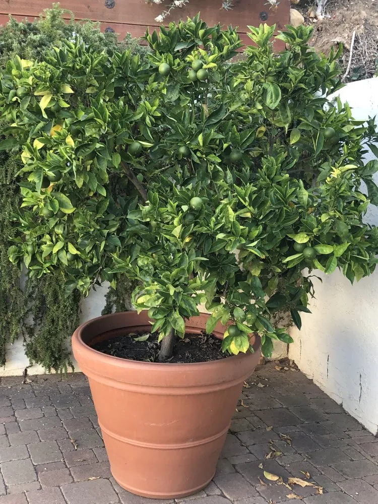 Top-rated outdoor landscaping experts serving Santa Barbara, CA - Green Horticulturist. Grounds Management Services