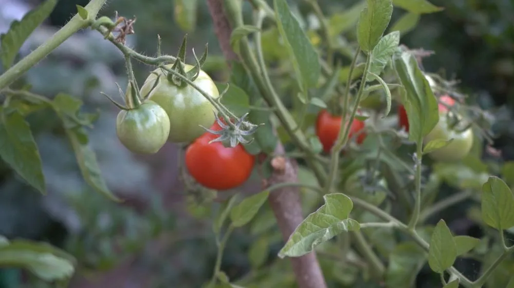 Expert landscape installation in Santa Barbara, CA - Green Horticulturist. Grounds Management Services