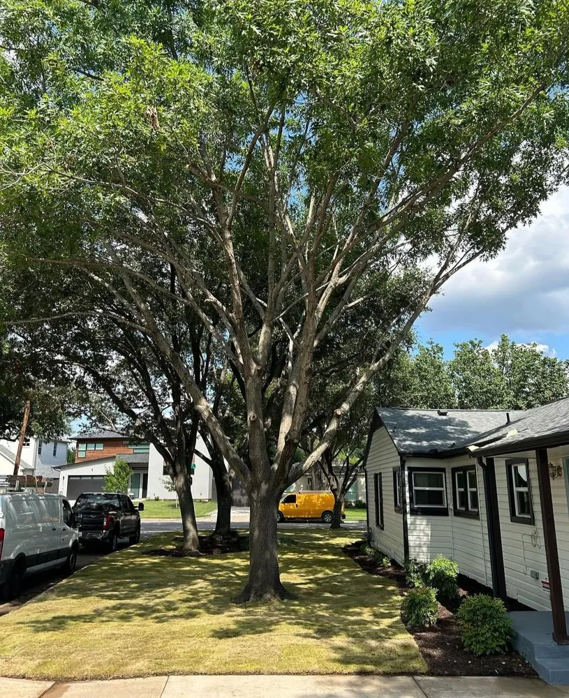 Top-rated landscape design experts serving Arlington, TX - Green Image Tree Service