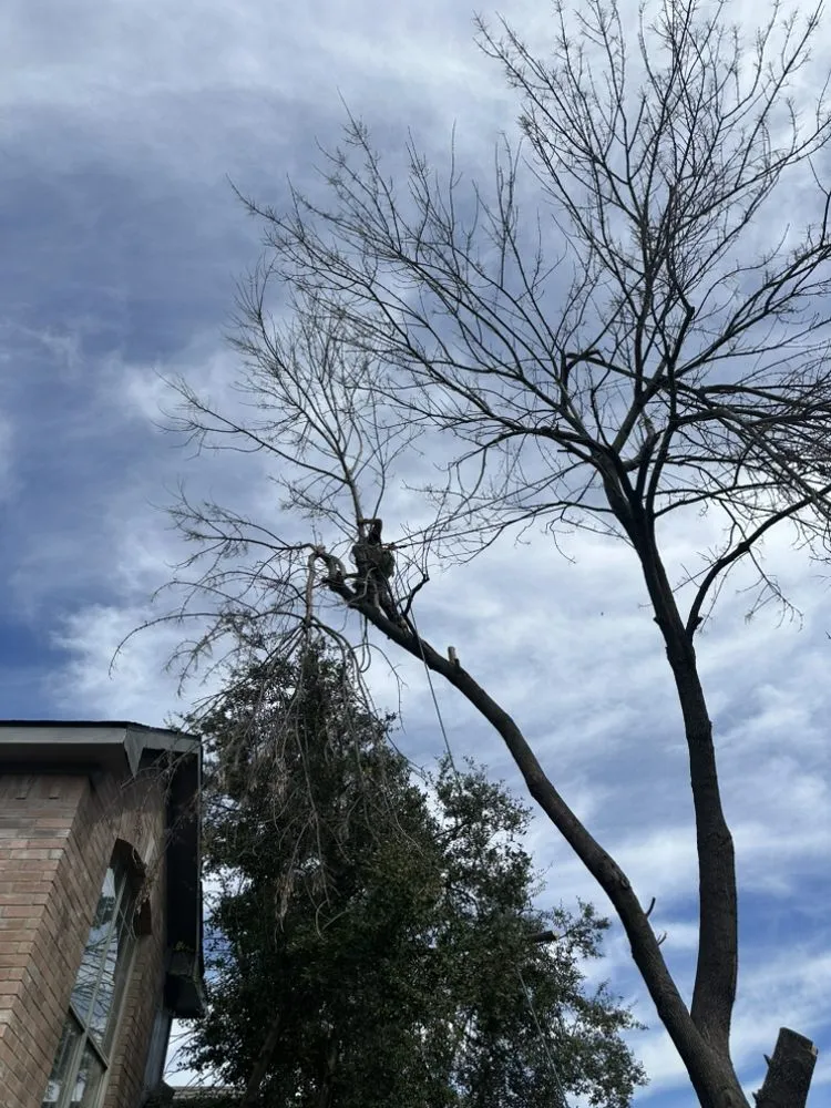 Top-rated outdoor landscaping for beautiful yards in Arlington, TX by Green Image Tree Service