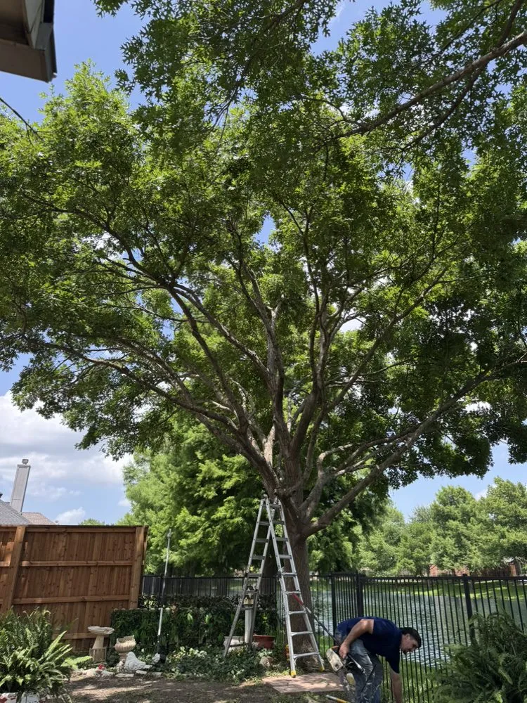Affordable yard maintenance for year-round maintenance in Arlington, TX by Green Image Tree Service
